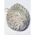 Conchiglia Abalone Haliotis Midae - foto 1