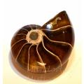 Ammonite Nautilus con Opale - foto 2
