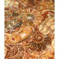 Piatto Mandala in Ammonite Fossile con Opale 25 cm - foto 1