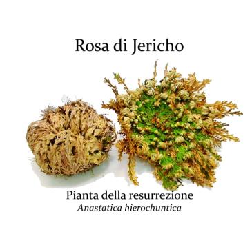 Rosa di Jericho - Pianta della Resurrezione - Piccola