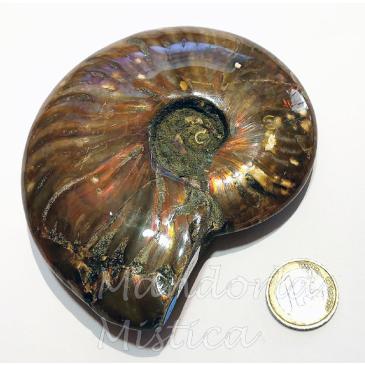 Ammonite fossile opalizzata super extra - Madagascar