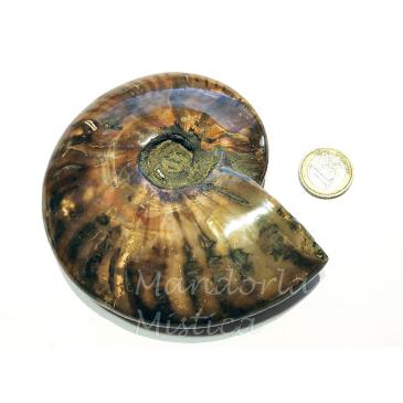 Ammonite fossile opalizzata super extra - Madagascar