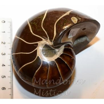 Ammonite Nautilus con Opale