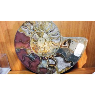 Ammonite extra (in coppia)