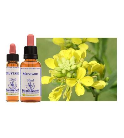Mustard - Fiore di Bach 10ml