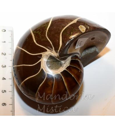 Ammonite Nautilus con Opale