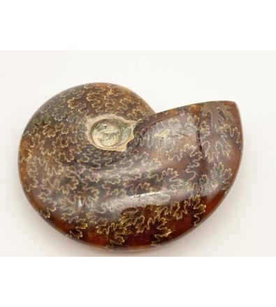 Ammonite Fossile con Opale
