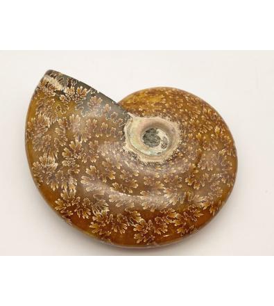 Ammonite Fossile con Opale