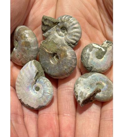 Ammonite con Opale - Madagascar