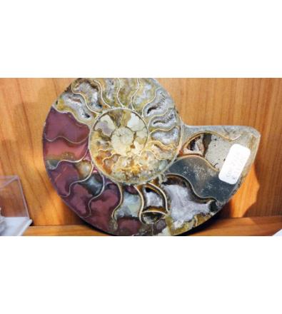 Ammonite extra (in coppia)