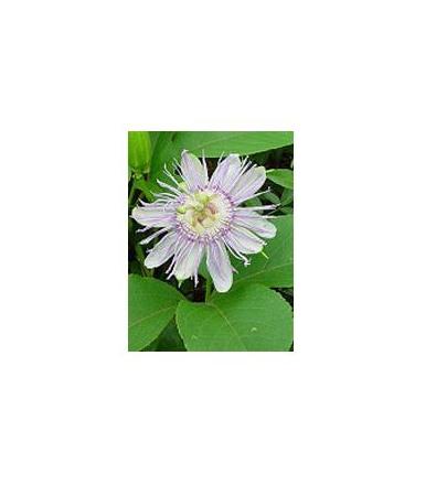 TSA PASSIFLORA INCARNATA foglie (Passiflora, Fiore della passione) 50ml